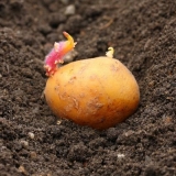 Pravilna sadnja krompira u moskovskoj regiji